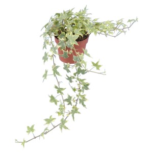 Gelb-bunter Efeu (Hedera Helix) im Topf, eine rankende Pflanze von GROW by OBI.