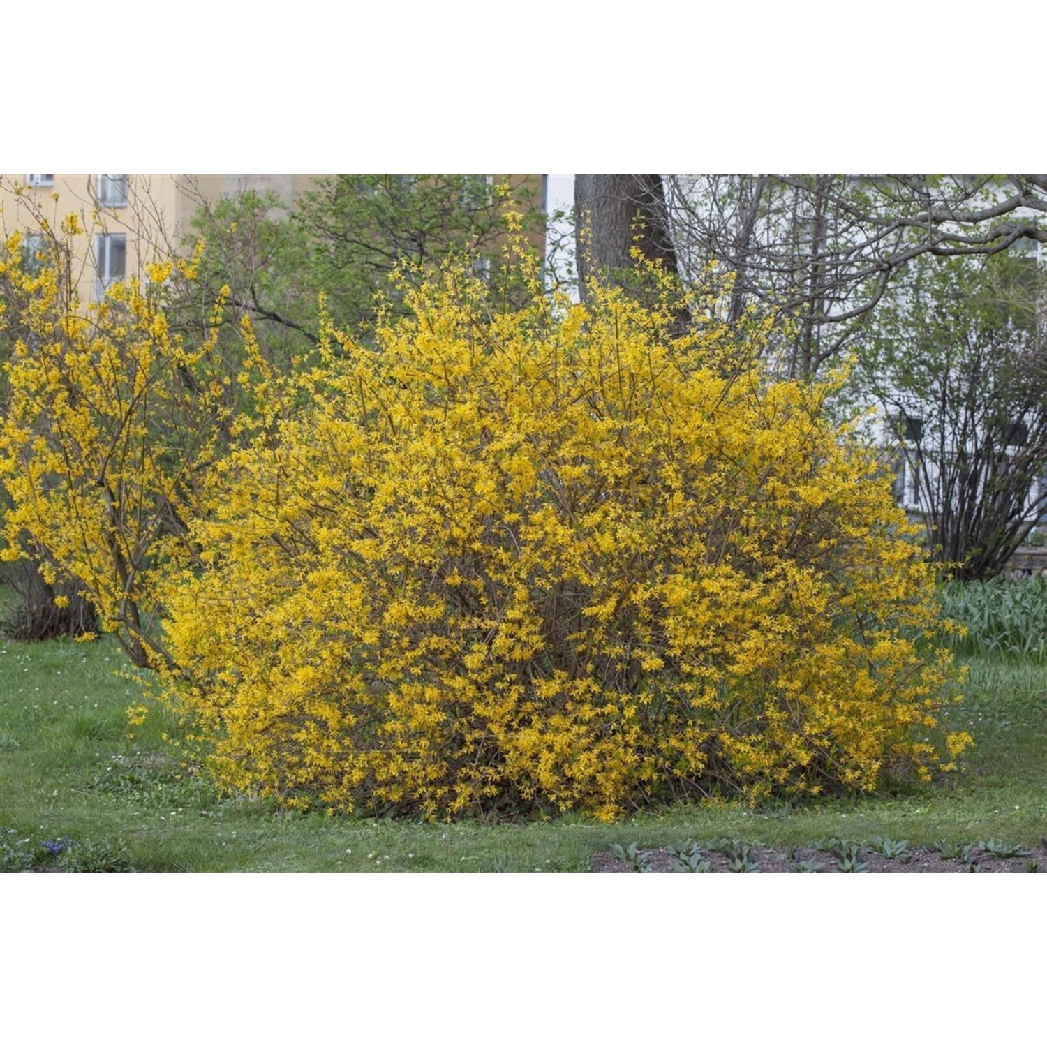 Forsythia Intermedia Spectabilis Forsythie Leuchtend Gelb 80–100 cm günstig online kaufen