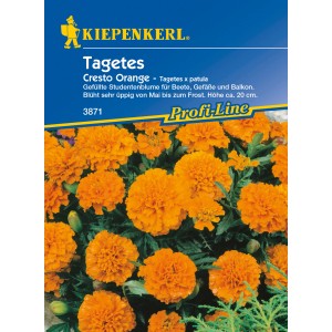 Kiepenkerl Tagetes Cresto Orange, orangefarbene Studentenblumen für Beet und Balkon.