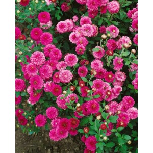 Buschige Gartenchrysantheme 'Havelschwan' mit pinkfarbenen, dicht gefüllten Blüten im 9x9 cm Topf.