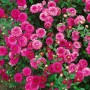 Buschige Gartenchrysantheme 'Havelschwan' mit pinkfarbenen, dicht gefüllten Blüten im 9x9 cm Topf.
