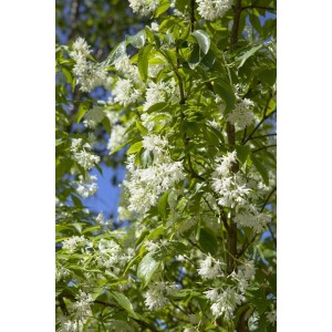 Blühende Kolchische Pimpernuss (Staphylea Colchica) mit weißen Blüten und grünen Blättern.