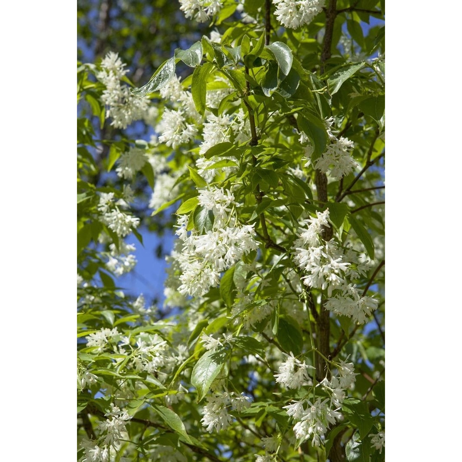 Staphylea Colchica Kolchische Pimpernuss 60–80 cm günstig online kaufen