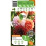 GROW by OBI Dahlien Mystic Summer Kollektion mit dunkelroten, rosa und orangefarbenen Blüten.