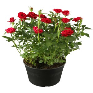 Rote OBI Beetrose im Topf, ca. 10-20 cm hoch. Ideal für Beet und Kübel.