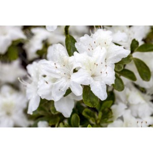 Rhododendren Wei kaufen bei OBI