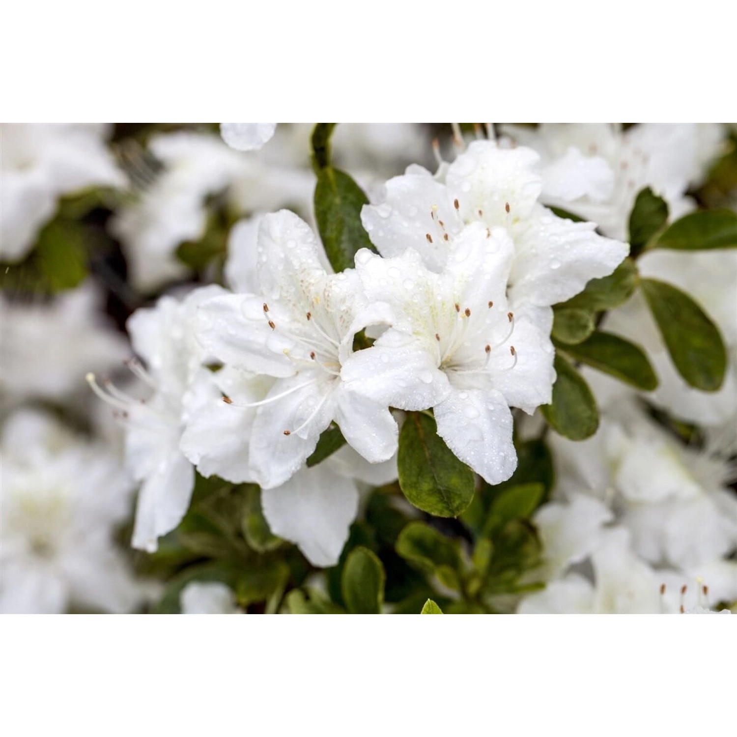 Rhododendron Obt. Diamant Weiß Rhododendron Weiß 20–25 cm günstig online kaufen