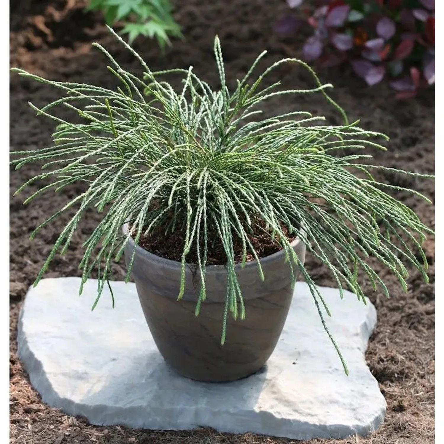 Faden Lebensbaum Whipcord 20-25cm - Thuja plicata