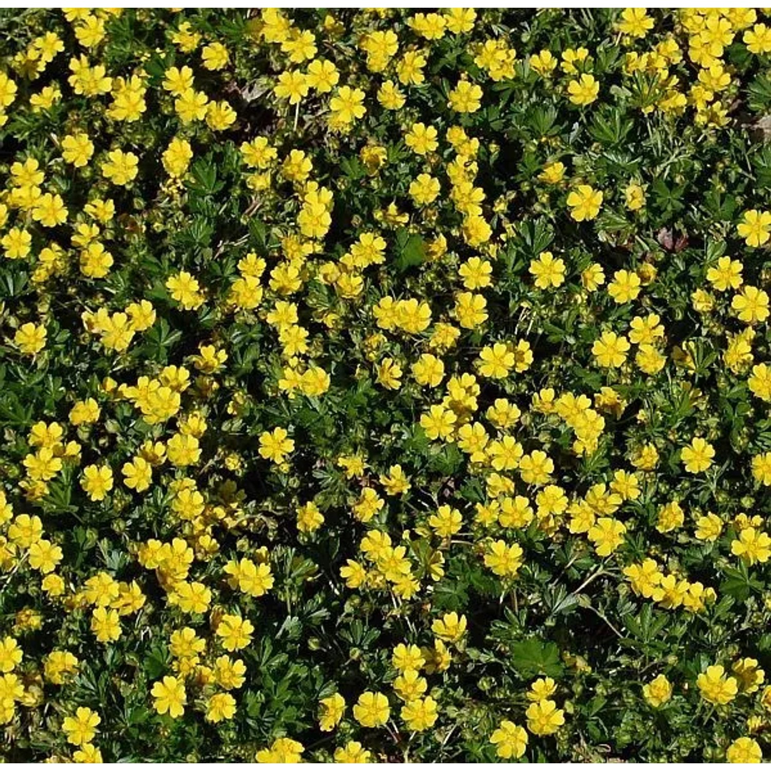 Frühlingsfingerkraut - Potentilla neumanniana