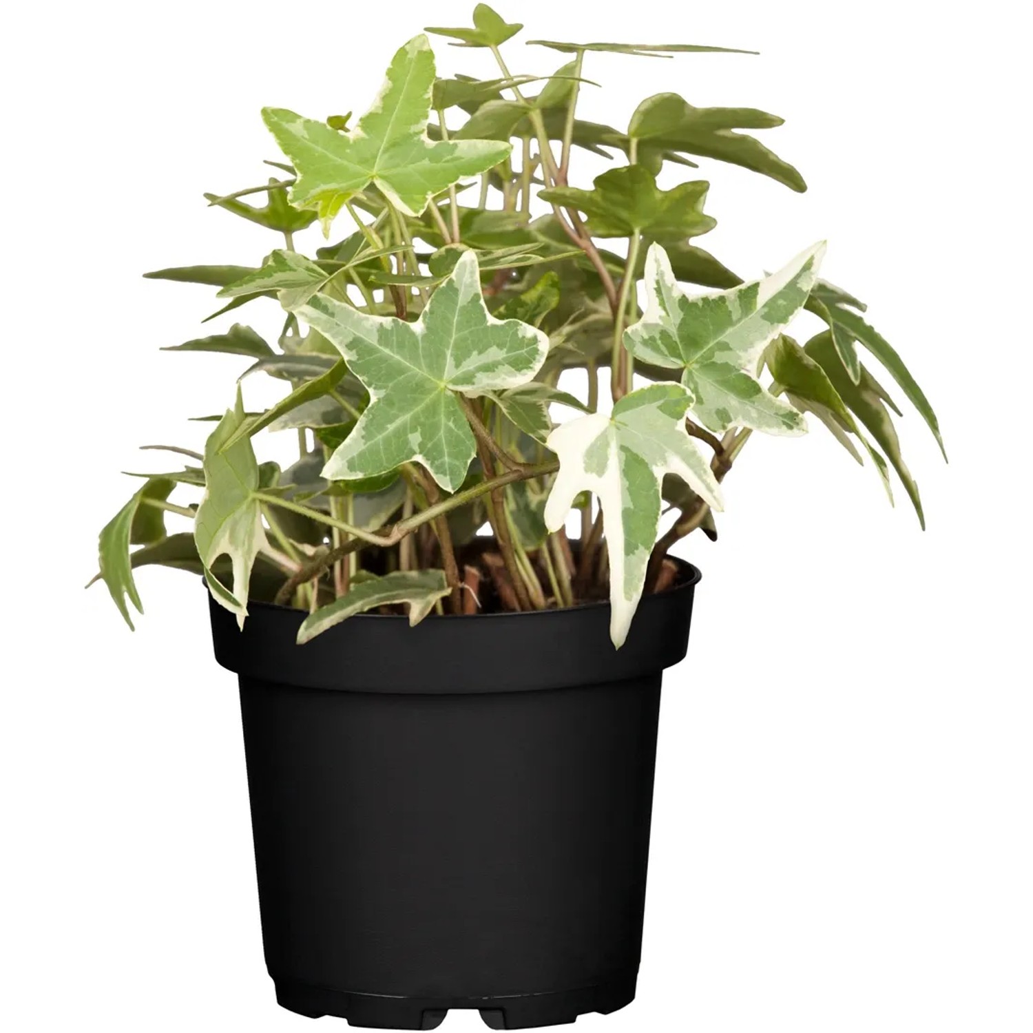 Efeu Hedera helix 15 cm Topf kaufen bei OBI