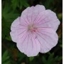 Storchenschnabel Striatum - Geranium sanguineum_2