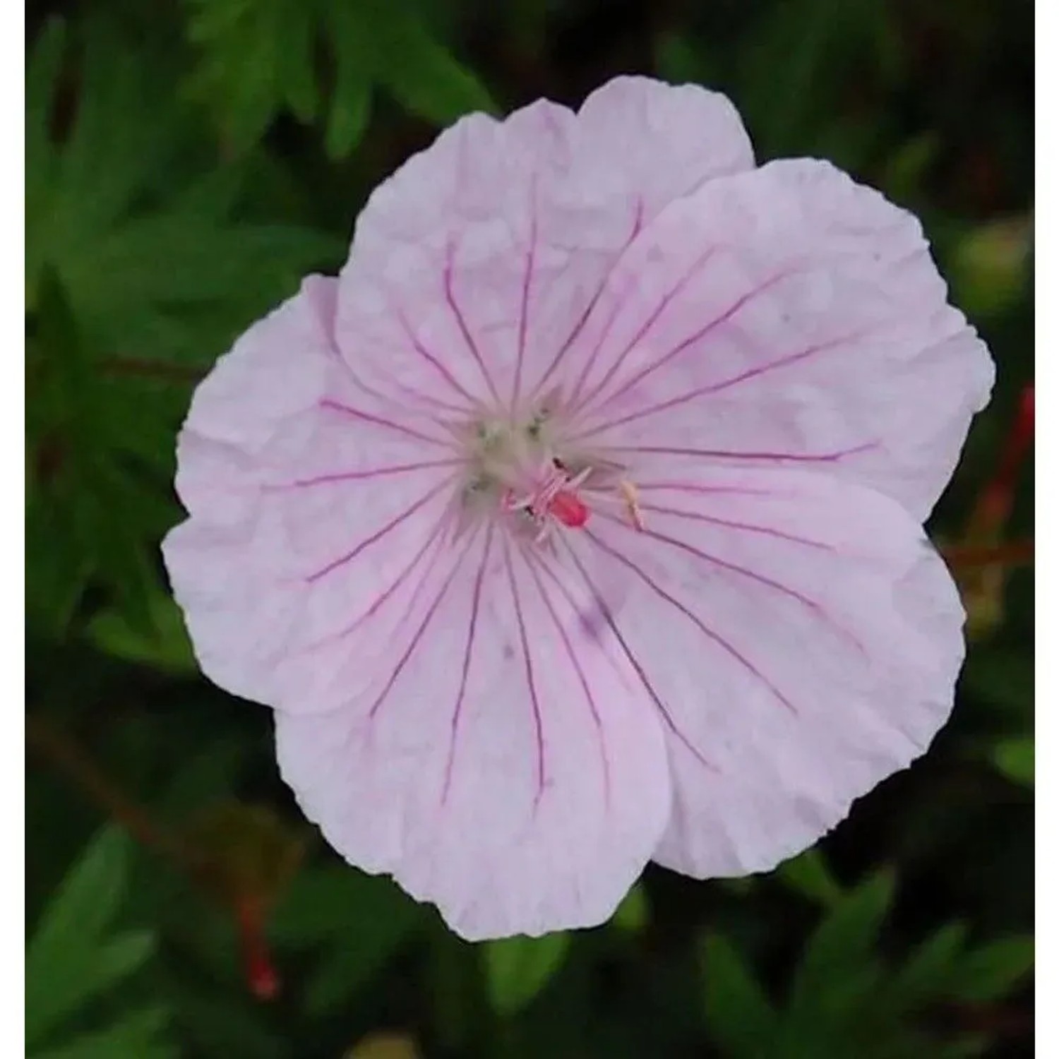 Storchenschnabel Striatum - Geranium sanguineum_2