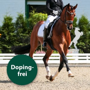 Pferd mit Reiter, ausgestattet mit Equisept Fliegenmedaillon (2er Pack) zur Insektenabwehr.