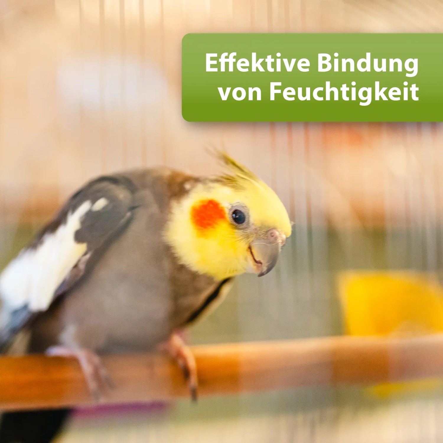 Wellensittich auf Stange, Stallklima verbessernd mit Quiko Kieselgur Vogelpflege.