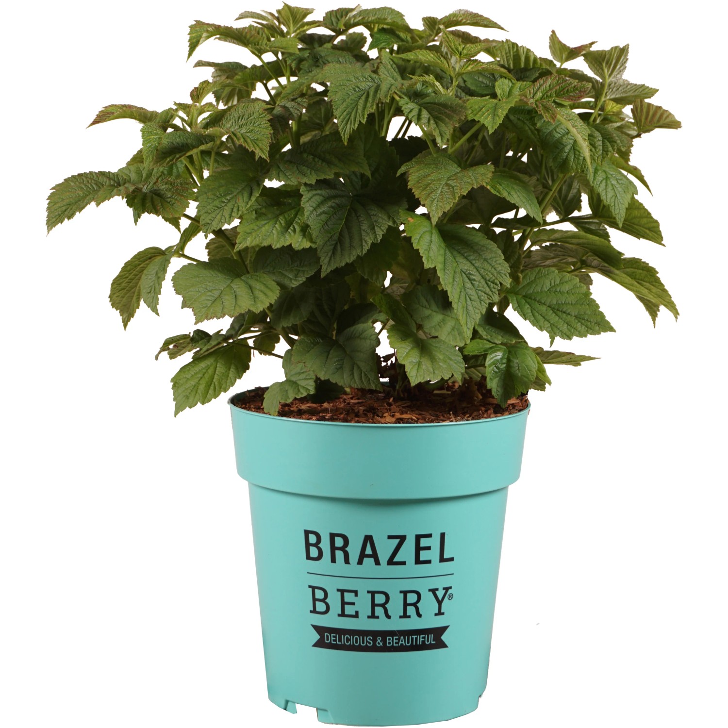 Himbeere "Raspberry Shortcake" Brazelberry Höhe ca. 20 cm Topf ca. 2,8 l Rubus