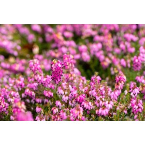 Nahaufnahme der rubinroten Blüten der Erica Carnea Lohses Rubin Schneeheide Staude.