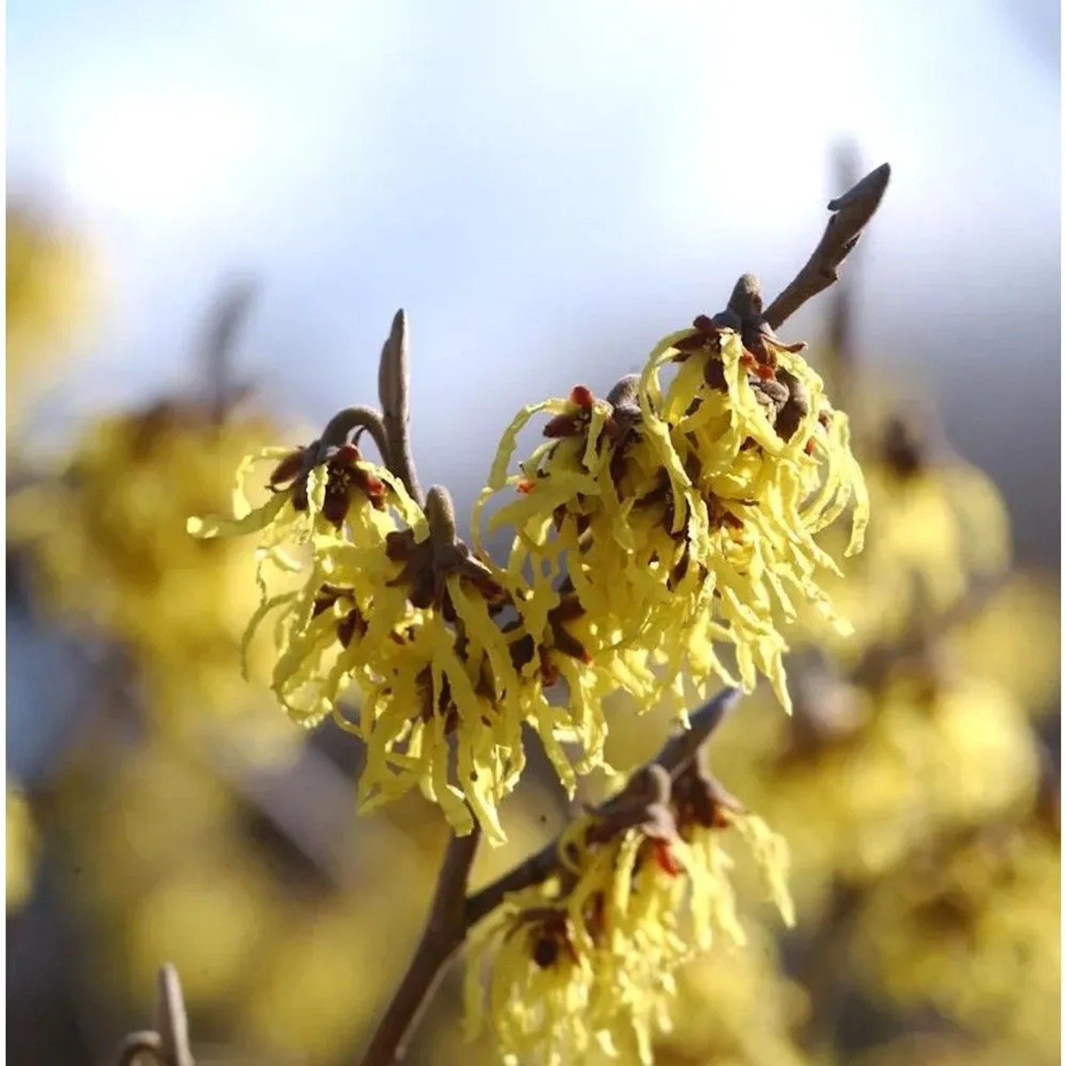 Schwefelgelbe Zaubernuß Arnold Promise 40-60cm - Hamamelis intermedia