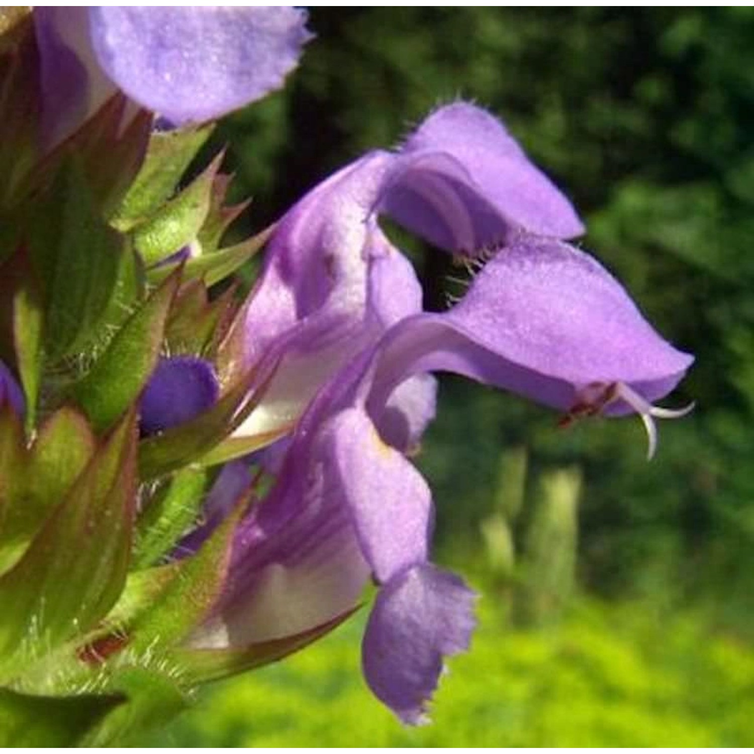 Großblütige Braunelle Loveliness - Prunella grandiflora günstig online kaufen