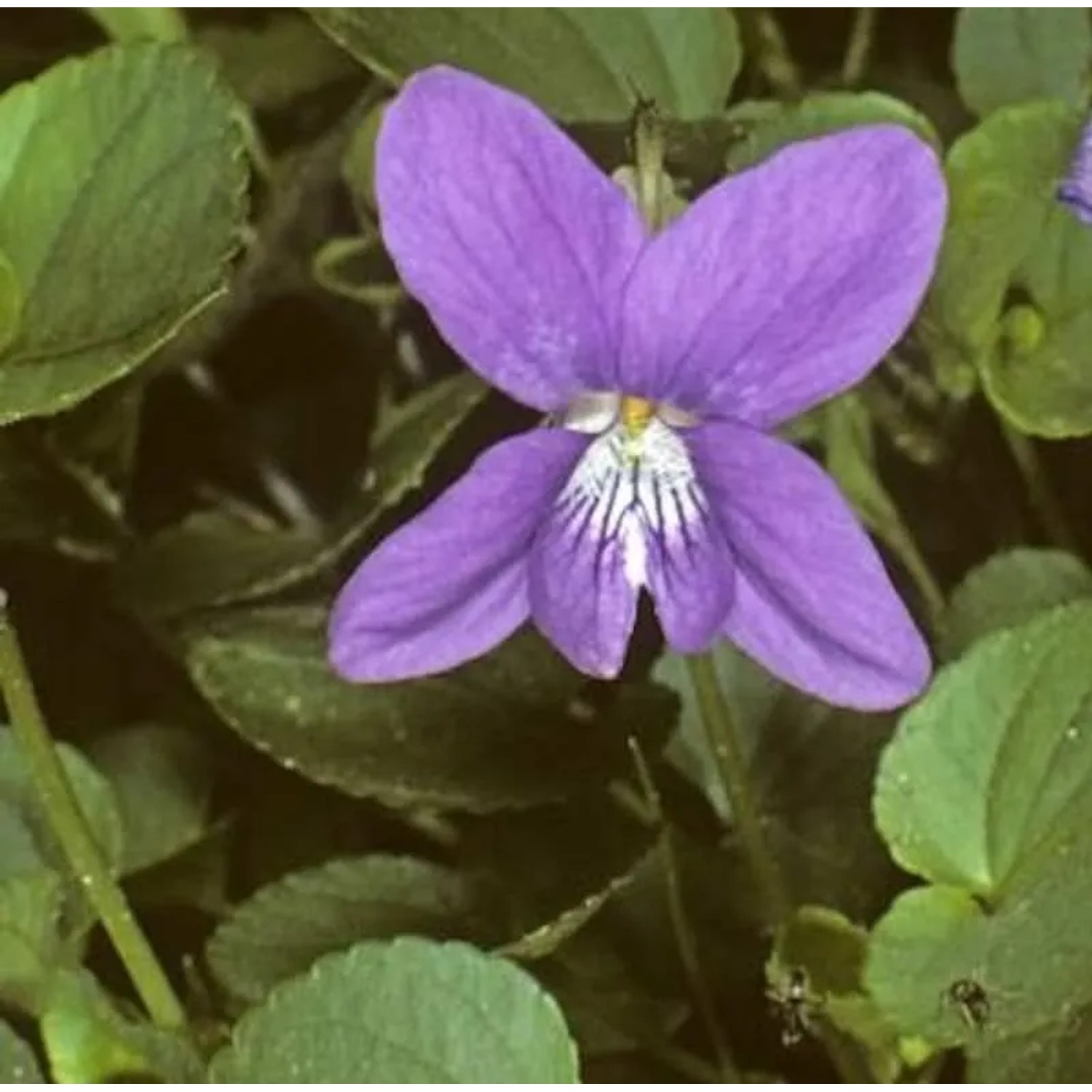 Duftveilchen Königen Charlotte - Viola odorata