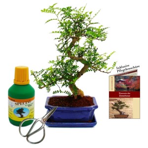 Exotenherz Bonsai Zanthoxylum Geschenkset (8 Jahre) mit Dünger, Schere und Pflegebroschüre.