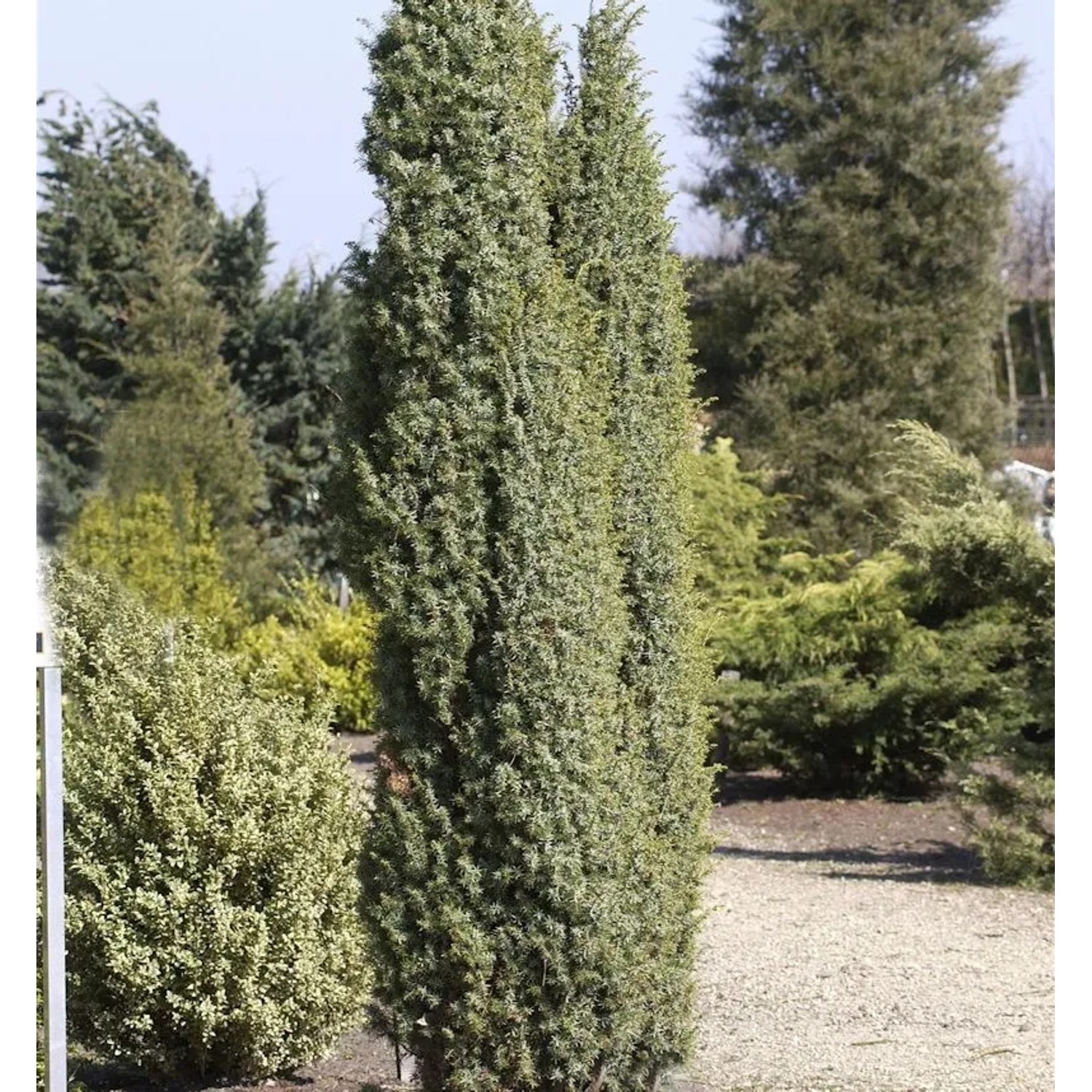 Heidewacholder Meyer 80-100cm - Juniperus communis