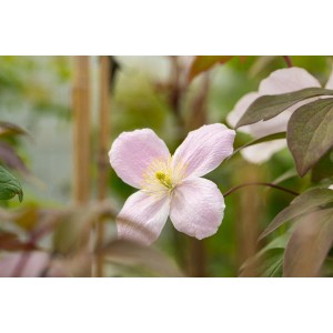 Nahaufnahme einer rosa Clematis Montana Tetrarose Blüte der Berg-Waldrebe.