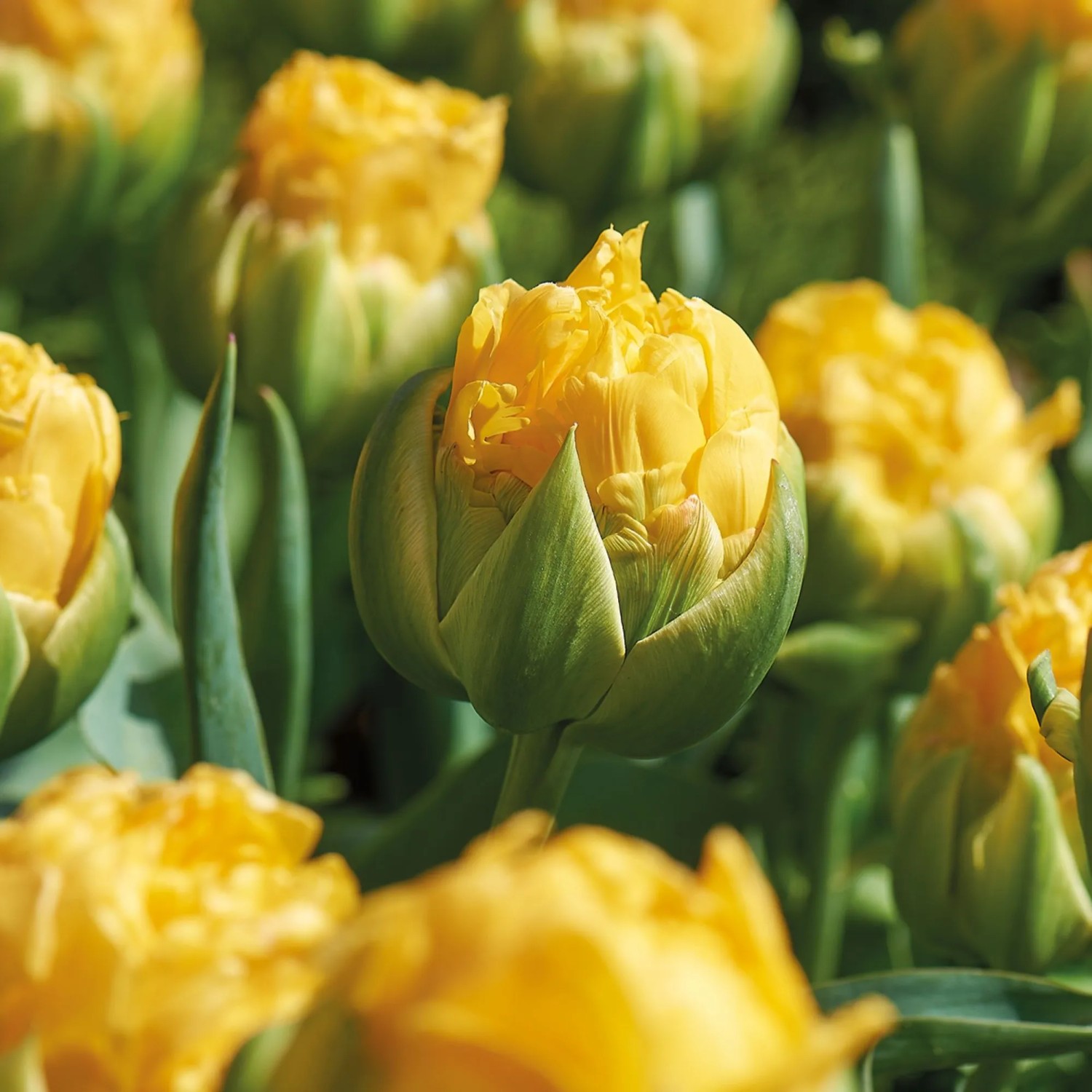 GROW By OBI Tulpen Louise Mehrfarbig 7 Stück