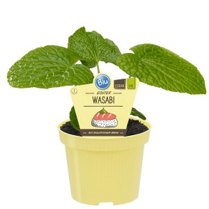 Blu Wasabi Küchenkräuter im Topf (Ø 12cm) mit grünen Blättern.