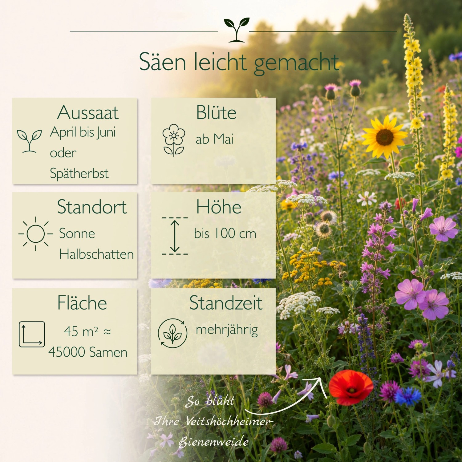 Vielseitige Veitshöchheimer Bienenweide mit bunten Blumen, Infos zu Aussaat, Blüte, Standort und Höhe der Blumensamen.