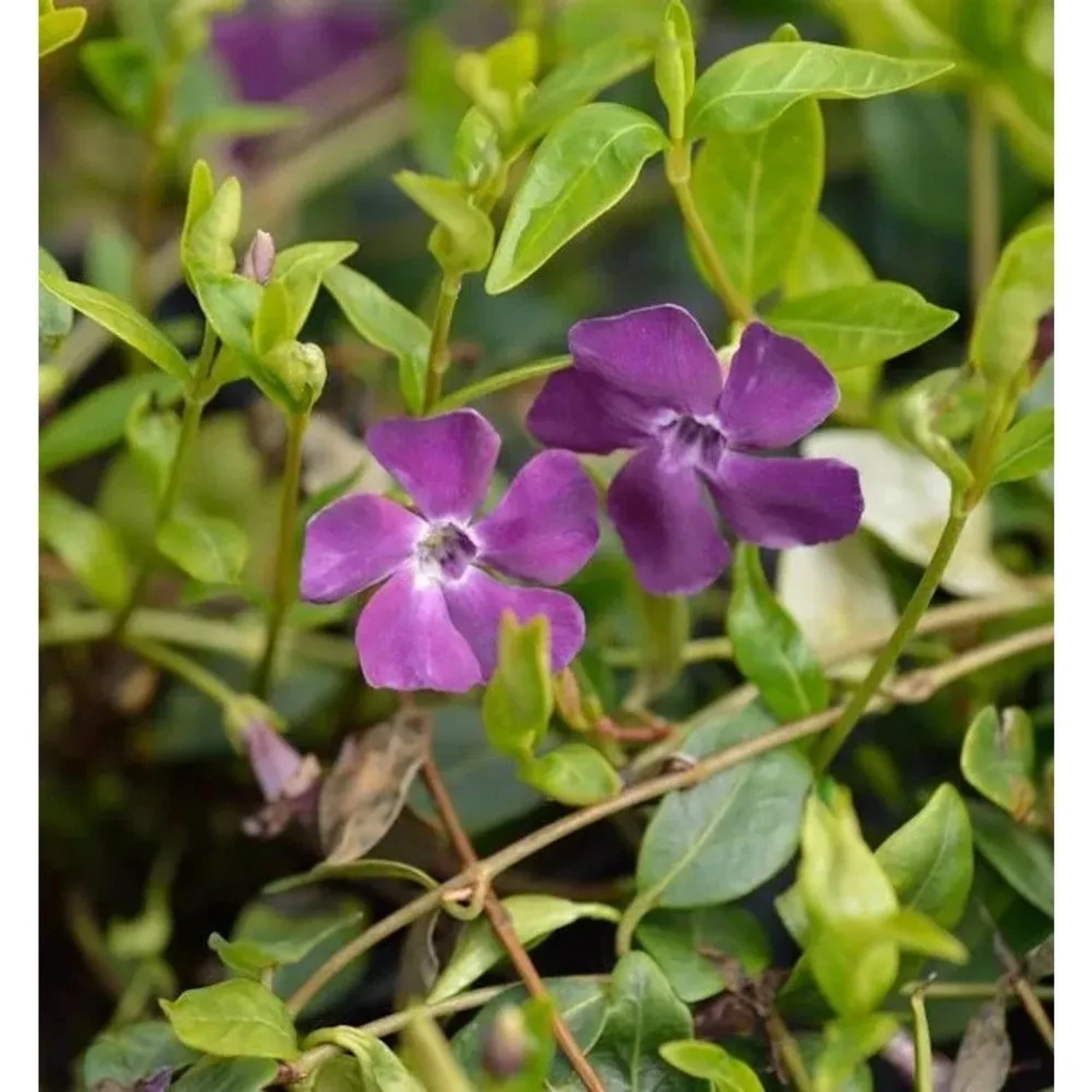 10x Rotes Kleinblättriges Immergrün - Vinca minor