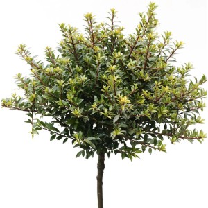 Hochstamm Löffel Ilex Glorie Dwarf, immergrüner Strauch mit runder Krone, ca. 100-125cm hoch.
