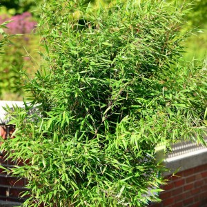 Gartenbambus 'Schwarzgrün' (Fargesia murielae), 60-80 cm, mit dichten, grünen Blättern.