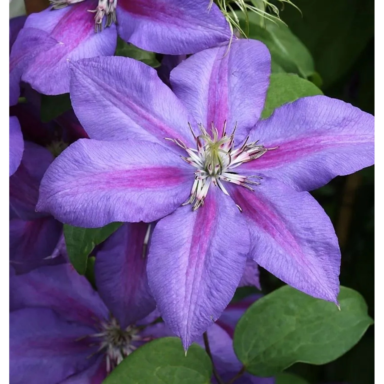 Waldrebe Mrs Nelly Thompson 60-80cm - Clematis