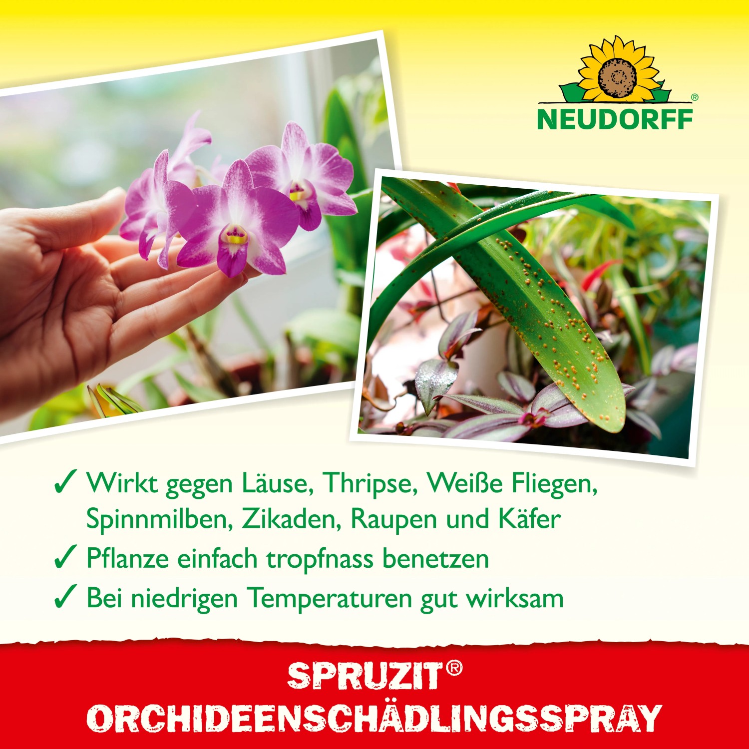 Neudorff Spruzit Orchideenspray: Anwendung gegen Schädlinge an Orchideen, wie Blattläuse, Spinnmilben und Weiße Fliegen.