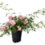 Baumfink Bodendeckerrose The Fairy mit zartrosa Blüten im Topf.