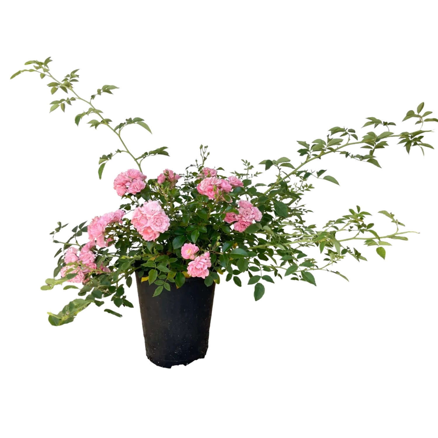 Baumfink Bodendeckerrose The Fairy mit zartrosa Blüten im Topf.