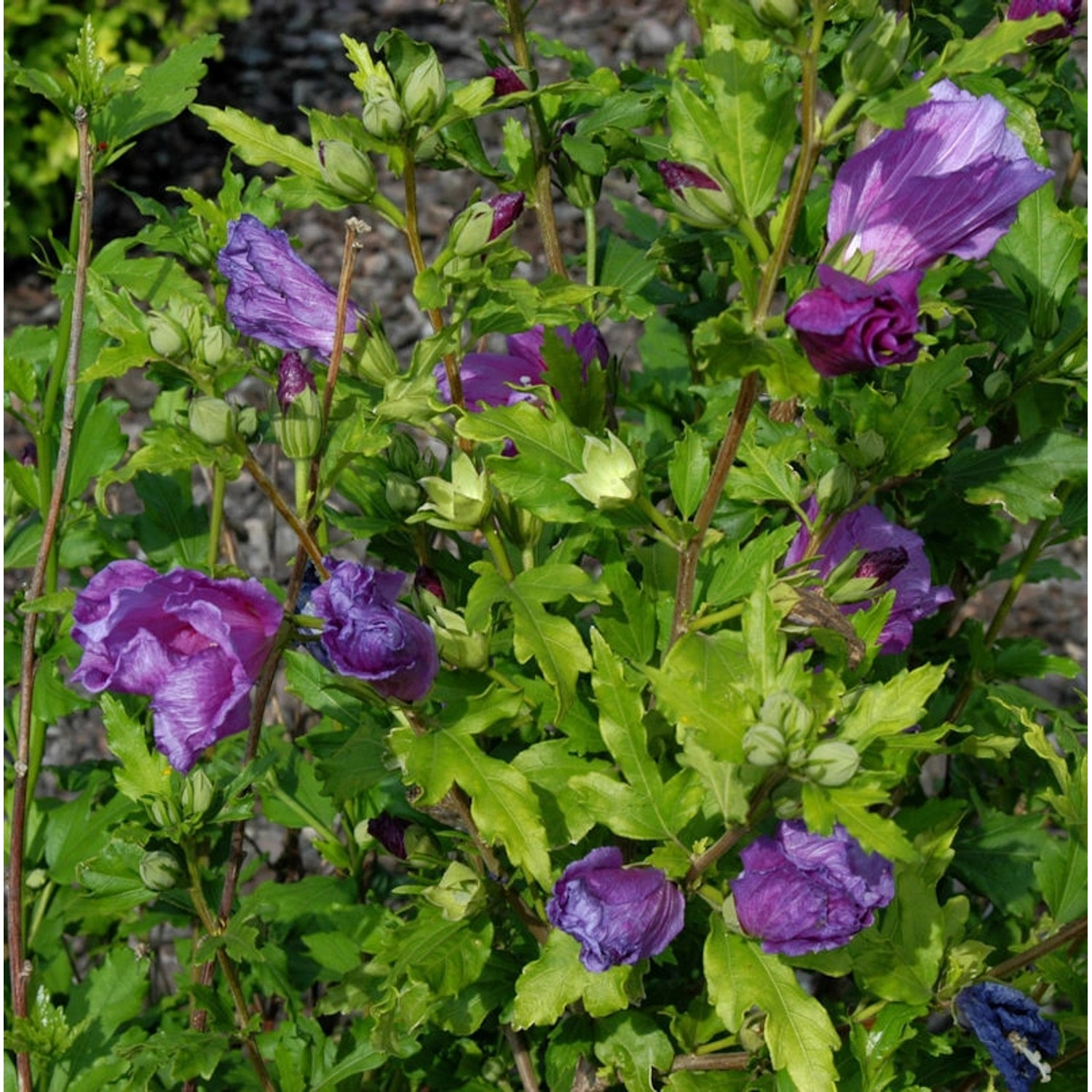 Garteneibisch Russian Violet 40-60cm - Hibiscus günstig online kaufen