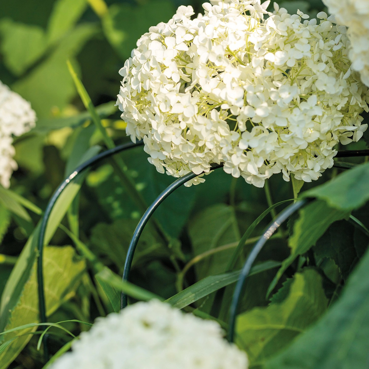 Bellissa Hortensien Stütze Annabelle 75 cm Grün 2er Set kaufen bei OBI
