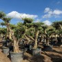 Mehrere Olivenbäume (Olea Europaea) Pompon im Topf, ca. 240cm hoch.