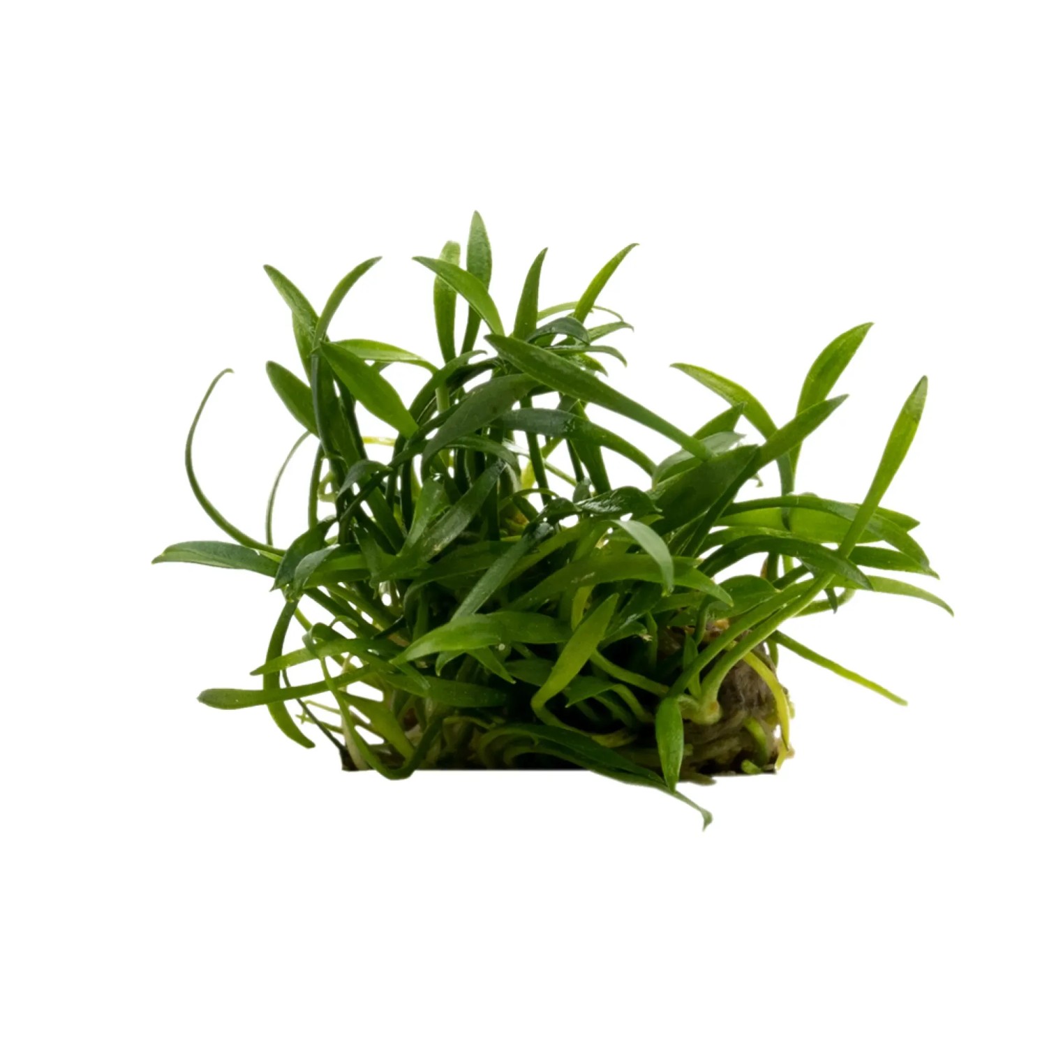Cryptocoryne parva