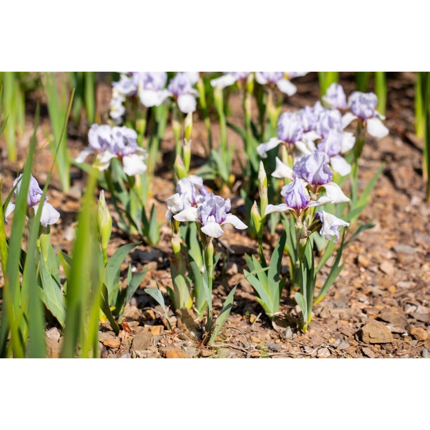 Iris X Barb.-media Sibirische Schwertlilie Ca. 11x11 cm Topf günstig online kaufen