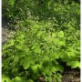 Elfenblume 'Blütentanz' (Epimedium pubescens) mit cremeweißen Blüten im Garten.