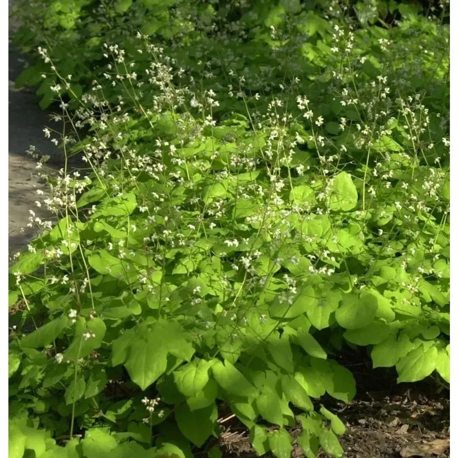 Elfenblume 'Blütentanz' (Epimedium pubescens) mit cremeweißen Blüten im Garten.