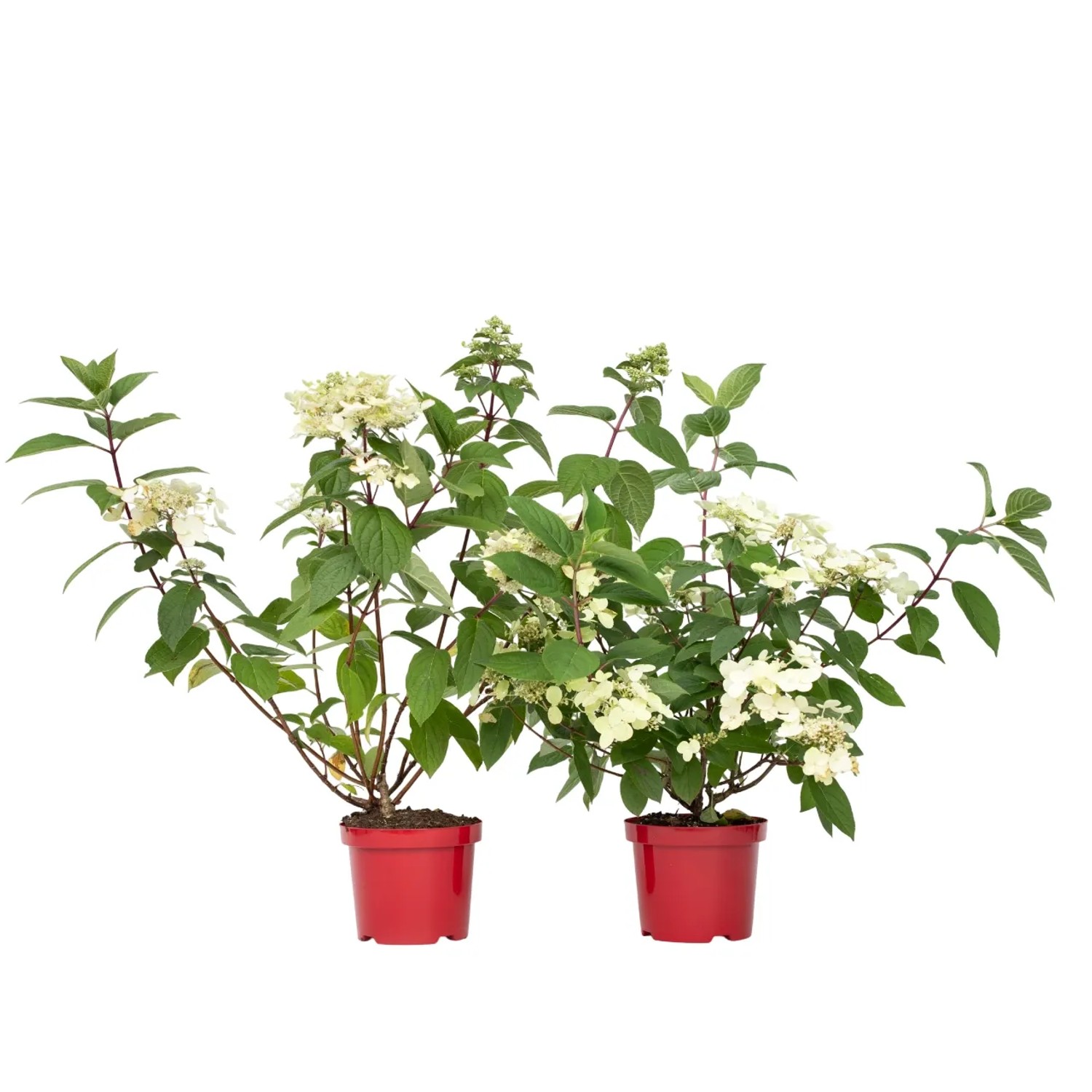 Plant In A Box Hortensien X2  Hydrangea Paniculata 'Wim's Red' Höhe 25cm Ø19 Rot