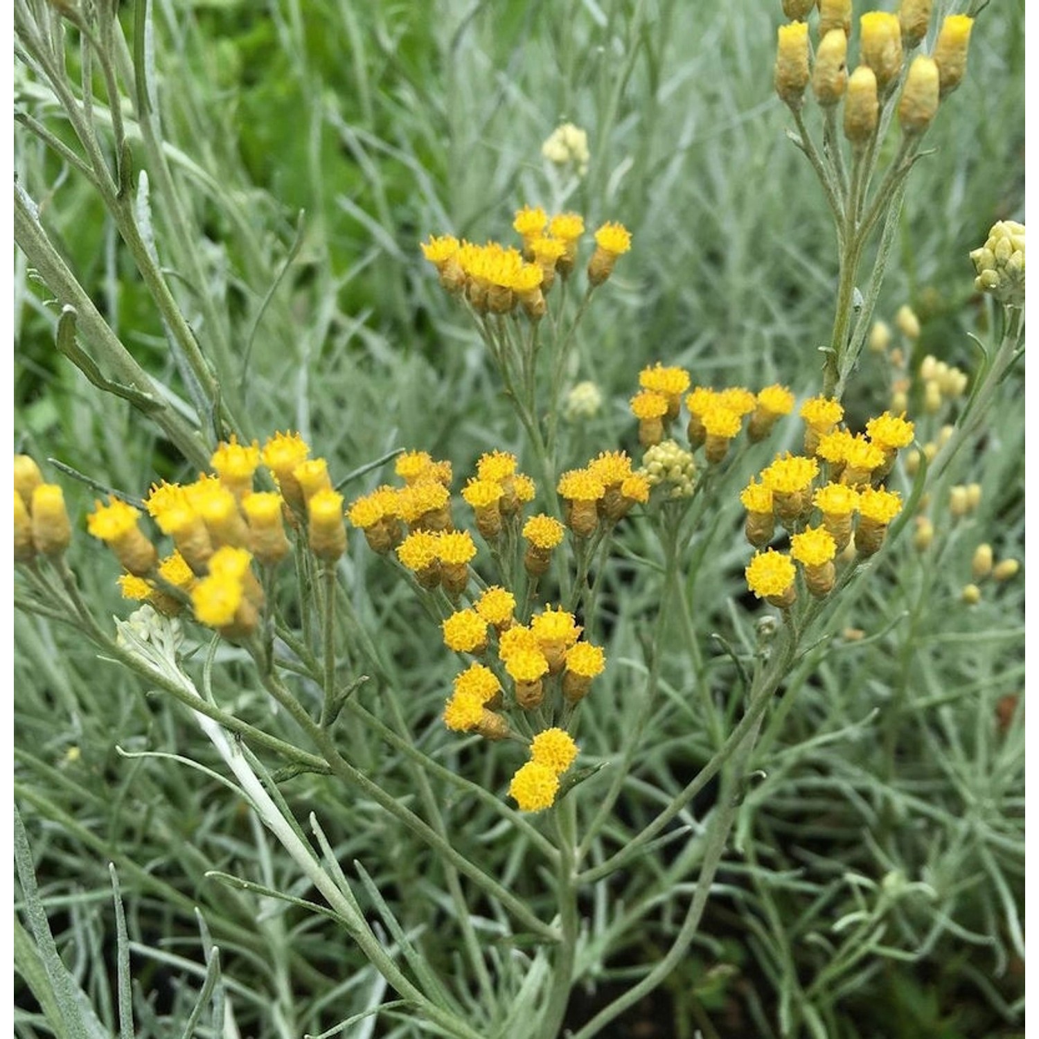 Strohblume Silbernadel - Currystrauch - Helichrysum italicum günstig online kaufen