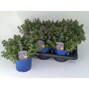 Foto von mehreren Hybrid-Katzenminze Pflanzen (Nepeta faassenii) im blauen Topf, 28 cm hoch.