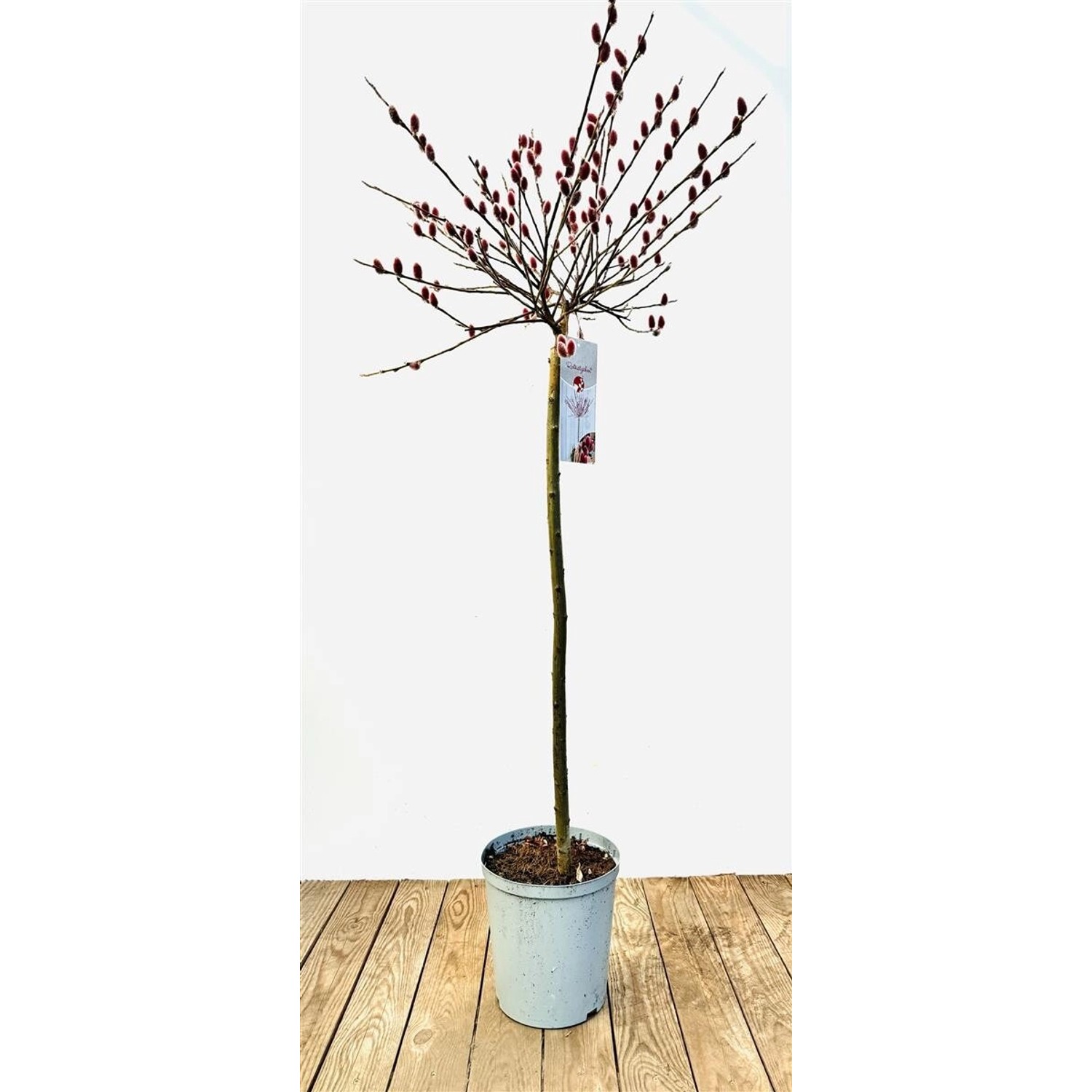 Salix Rotkätzchen Weide Rote Kätzchen 50 cm Stammhöhe günstig online kaufen