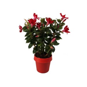 Rote Dipladenie (Mandevilla sanderi) im Topf, ca. 30 cm hoch. Blühende Kübelpflanze für sonnige Standorte.