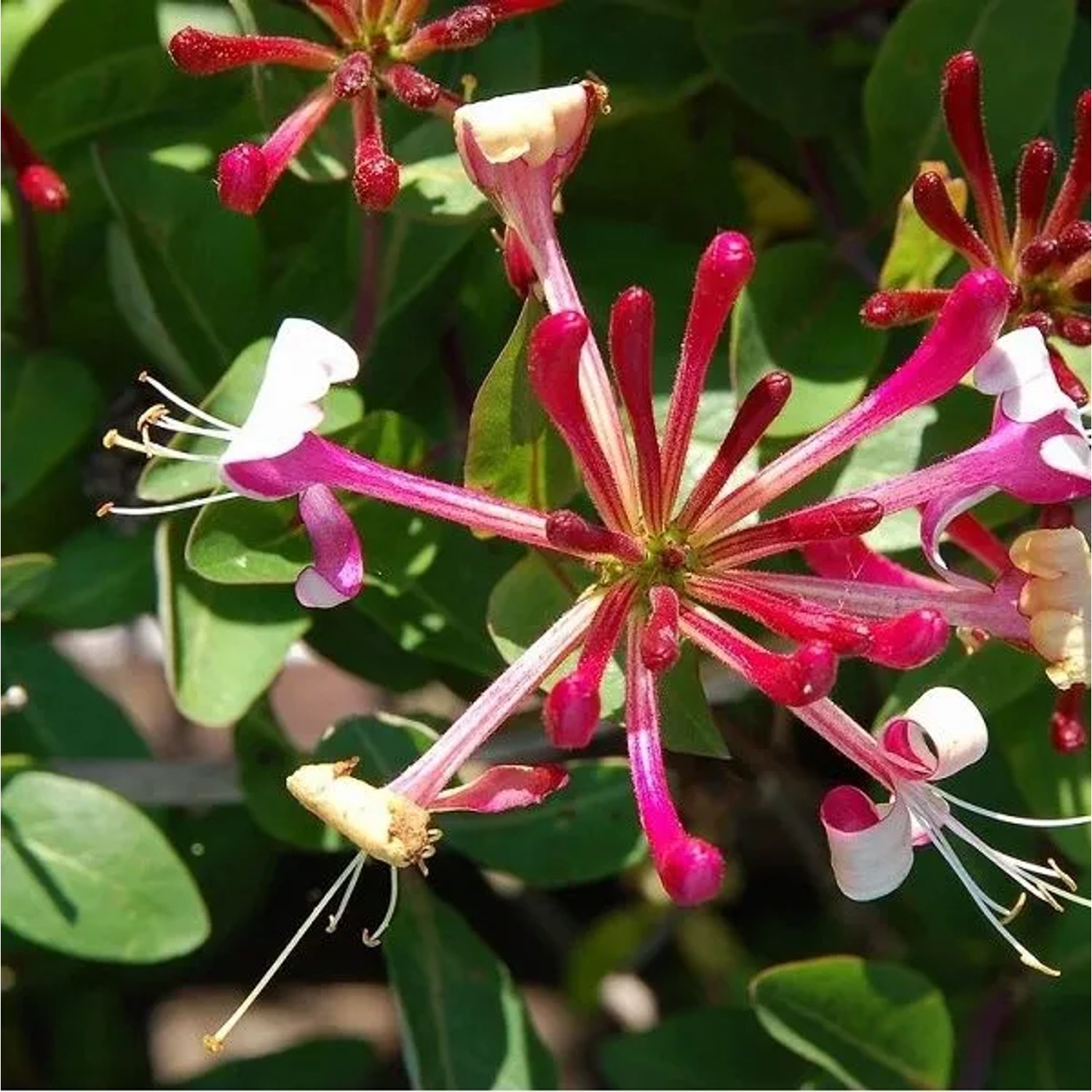 arborix Wald-Geißschlinge 'Belgica Select' Lonicera Periclymenum 50 Bis 60 Cm Im Container Duftend