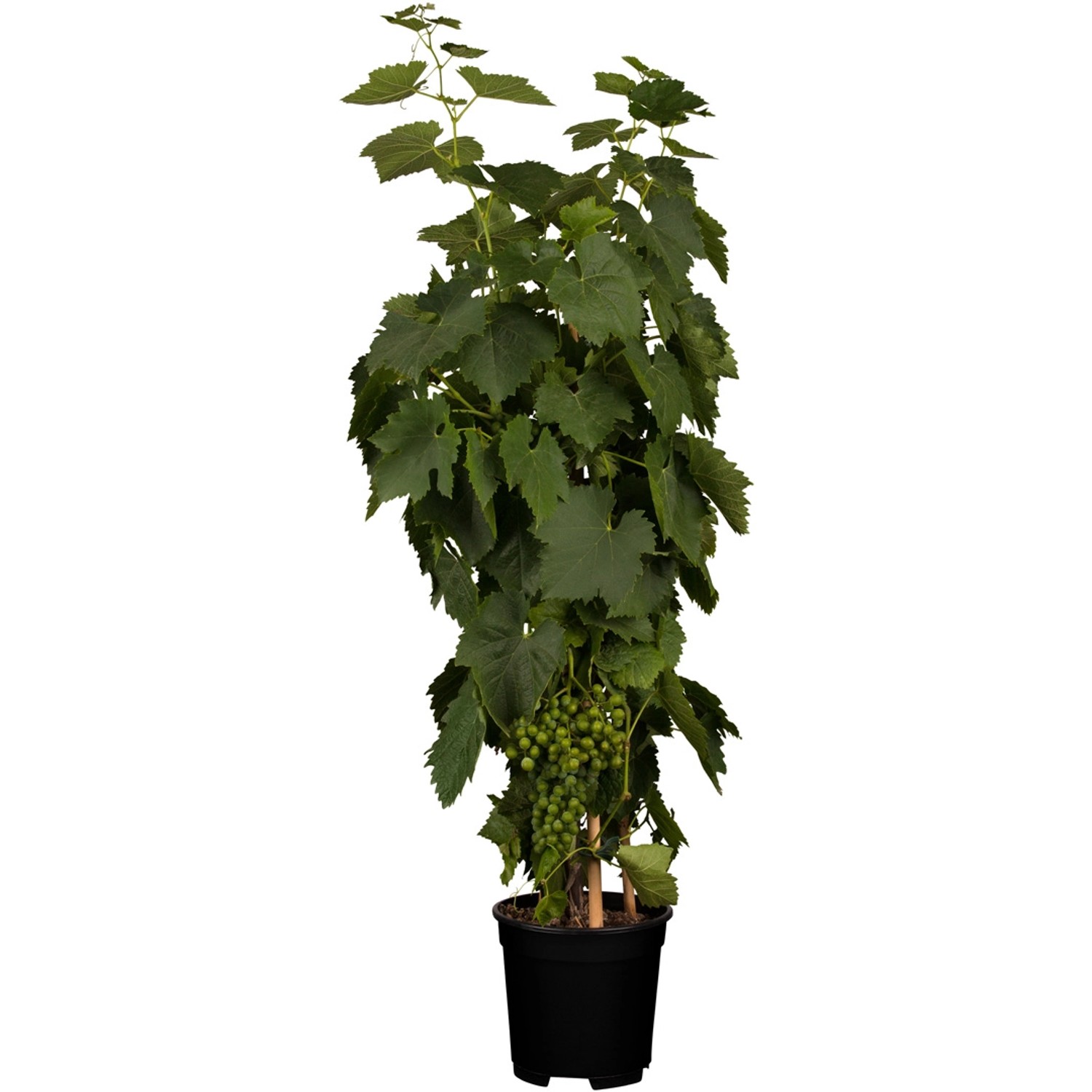 GROW by OBI Weintraube Phoenix Topf ca. 3 l Vitis vinifera